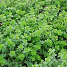 USA Seller ITALIAN OREGANO 500 Seeds Organic Italian Herb Grow Indoor