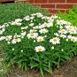 USA Seller SILVER PRINCESS Flower 300 Seeds Shorter Compact 18" SHASTA DAISY Bigger Blooms