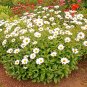 USA Seller SILVER PRINCESS Flower 300 Seeds Shorter Compact 18" SHASTA DAISY Bigger Blooms