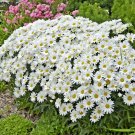 USA Seller SILVER PRINCESS Flower 300 Seeds Shorter Compact 18" SHASTA DAISY Bigger Blooms