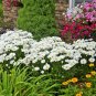 USA Seller SILVER PRINCESS Flower 300 Seeds Shorter Compact 18" SHASTA DAISY Bigger Blooms
