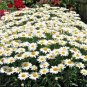 USA Seller SILVER PRINCESS Flower 300 Seeds Shorter Compact 18" SHASTA DAISY Bigger Blooms