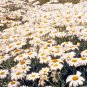 USA Seller SILVER PRINCESS Flower 300 Seeds Shorter Compact 18" SHASTA DAISY Bigger Blooms