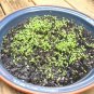 USA Seller WATERCRESS Organic Non-Gmo 1500 Seeds SUPERFOOD Spring/Fall Garden