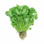 USA Seller WATERCRESS Organic Non-Gmo 1500 Seeds SUPERFOOD Spring/Fall Garden