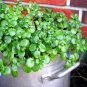 USA Seller WATERCRESS Organic Non-Gmo 1500 Seeds SUPERFOOD Spring/Fall Garden