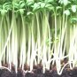 USA Seller WATERCRESS Organic Non-Gmo 1500 Seeds SUPERFOOD Spring/Fall Garden
