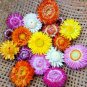 USA Seller DWARF STRAWFLOWER MIX 300 Seeds 18" Floral Dried Arrangements Garden