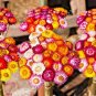 USA Seller DWARF STRAWFLOWER MIX 300 Seeds 18" Floral Dried Arrangements Garden