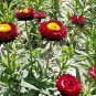 USA Seller DWARF STRAWFLOWER MIX 300 Seeds 18" Floral Dried Arrangements Garden