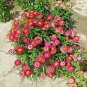 USA Seller DWARF STRAWFLOWER MIX 300 Seeds 18" Floral Dried Arrangements Garden