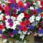 USA Seller PETUNIA HYBRIDA MIX Flower 200 Seeds Hanging Baskets Beds Window