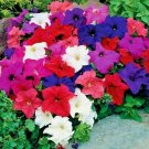 USA Seller PETUNIA HYBRIDA MIX Flower 200 Seeds Hanging Baskets Beds Window
