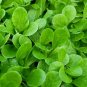 USA Seller CORN SALAD 300 Seeds Organic Non-Gmo Lambs Lettuce Mache Garden/Container