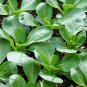 USA Seller CORN SALAD 300 Seeds Organic Non-Gmo Lambs Lettuce Mache Garden/Container