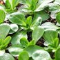USA Seller CORN SALAD 300 Seeds Organic Non-Gmo Lambs Lettuce Mache Garden/Container
