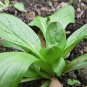 USA Seller CORN SALAD 300 Seeds Organic Non-Gmo Lambs Lettuce Mache Garden/Container