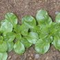 USA Seller CORN SALAD 300 Seeds Organic Non-Gmo Lambs Lettuce Mache Garden/Container