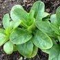 USA Seller CORN SALAD 300 Seeds Organic Non-Gmo Lambs Lettuce Mache Garden/Container