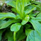 USA Seller CORN SALAD 300 Seeds Organic Non-Gmo Lambs Lettuce Mache Garden/Container