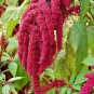 USA Seller AMARANTHUS LOVE LIES BLEEDING Flower 500 Seeds Seeds USA Seller Garden Full