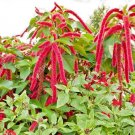 USA Seller AMARANTHUS LOVE LIES BLEEDING Flower 500 Seeds  Seeds USA Seller Garden Full
