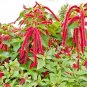 USA Seller AMARANTHUS LOVE LIES BLEEDING Flower 500 Seeds Seeds USA Seller Garden Full