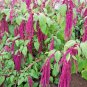 USA Seller AMARANTHUS LOVE LIES BLEEDING Flower 500 Seeds Seeds USA Seller Garden Full