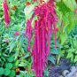 USA Seller AMARANTHUS LOVE LIES BLEEDING Flower 500 Seeds Seeds USA Seller Garden Full