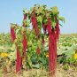 USA Seller AMARANTHUS LOVE LIES BLEEDING Flower 500 Seeds Seeds USA Seller Garden Full