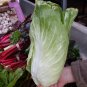 USA Seller SUGAR LOAF ENDIVE/CHICORY 600 Seeds Non-GMO Organic Spring Garden