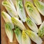 USA Seller SUGAR LOAF ENDIVE/CHICORY 600 Seeds Non-GMO Organic Spring Garden