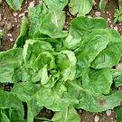 USA Seller SUGAR LOAF ENDIVE/CHICORY 600 Seeds Non-GMO Organic Spring Garden