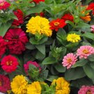 USA Seller GIANT CALIFORNIA ZINNIA MIX 100 Seeds 4-5" Flowers 7 COLORS Butterflies