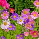 USA Seller CHINA ASTER Mix 500 Seeds Single Cut Flowers Butterflies Bees Garden