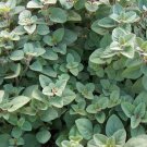 USA Seller TRUE GREEK OREGANO 300 Seeds The Original Strain Intense Flavor Garden