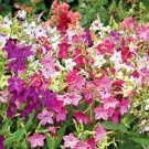 USA Seller FLOWERING TOBACCO MIX 1000 Seeds Hummingbirds Butterflies Garden