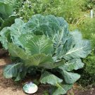 USA Seller GEORGIA COLLARD GREENS 600 Seeds Organic Non-Gmo Spring Garden