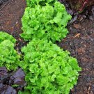 USA Seller GREEN ICE LETTUCE 600 Seeds Organic Non-GMO Spring Garden