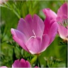 USA Seller PURPLE GLEAM CALIFORNIA POPPY Flower 1000 Seeds Native Wildflower Garden