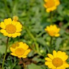 USA Seller YELLOW DAISY Flower 300 Seeds Asian Wildflower Drought Long Blooming