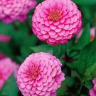 USA Seller ZINNIA "LUMINOSA"Flower 1000 Seeds Giant 4-5" Bright Pink Blooms Summer
