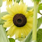 USA Seller LEMON QUEEN SUNFLOWER 50 Seeds Native Wildflower