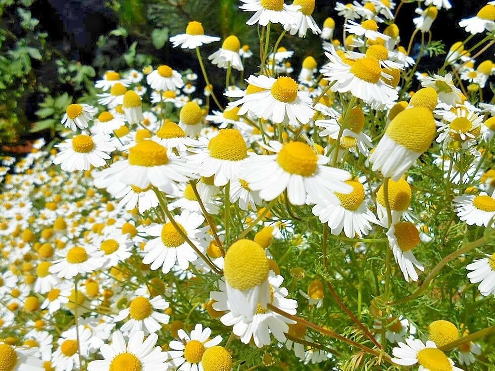 USA Seller COMMON GERMAN CHAMOMILE Flower 7000 Seeds Organic Natural Tea Bulk