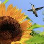 USA Seller AMMOTH GREY STRIPE SUNFLOWER 70 Seeds Organic HUGE GIANT 12" Flowers