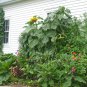 USA Seller AMMOTH GREY STRIPE SUNFLOWER 70 Seeds Organic HUGE GIANT 12" Flowers
