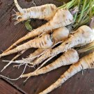 USA Seller HOLLOW CROWN PARSNIP 200 Seeds Organic Non-GMO Spring Garden