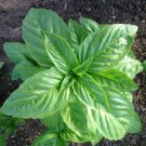 USA Seller GENOVESE BASIL 400 Seeds Organic Non-GMO Herb Fresh Pesto Patio Garden