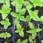 USA Seller GENOVESE BASIL 400 Seeds Organic Non-GMO Herb Fresh Pesto Patio Garden