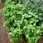 USA Seller GENOVESE BASIL 400 Seeds Organic Non-GMO Herb Fresh Pesto Patio Garden